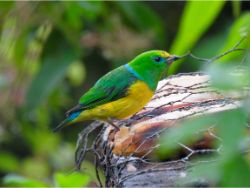 Blue-naped Chlorophonia